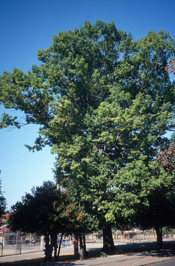 Quercus petræa