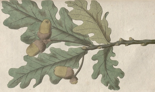 Quercus robur