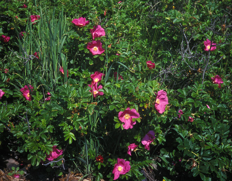 Rosa rugosa on a beach