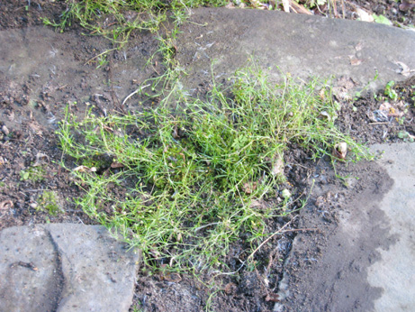 Pearlwort