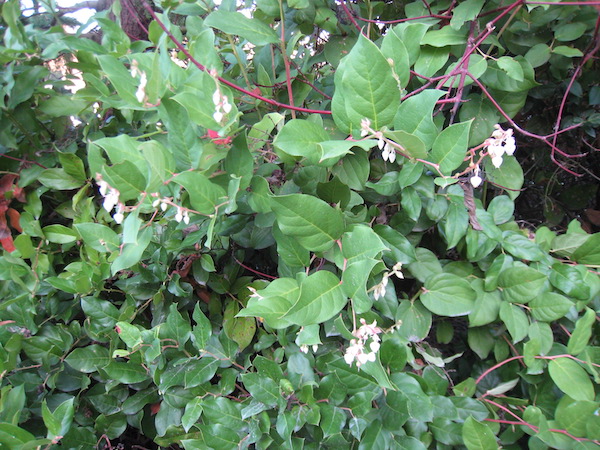 Salal in bloom