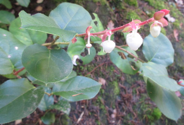 Salal flowers up close