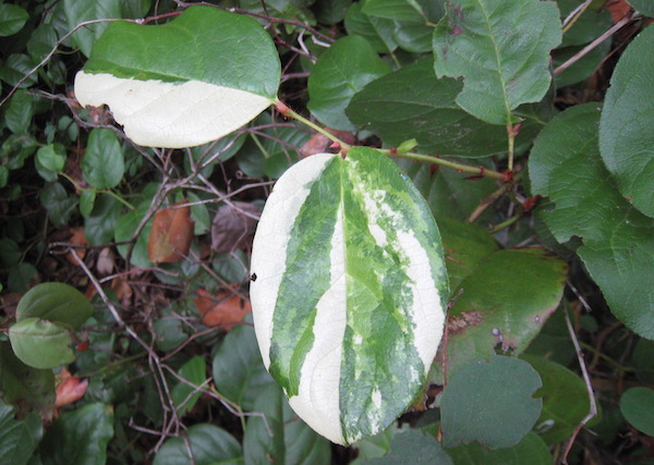 Salal with variegated leaves