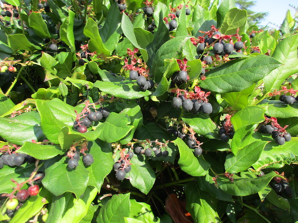 Salal in fruit