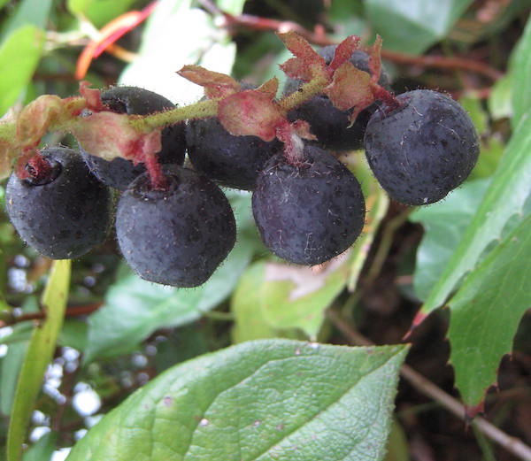 Salal fruit up close