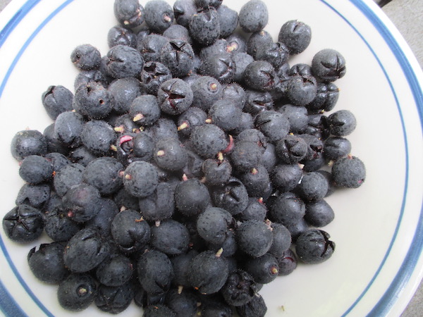 Salal fruit harvested