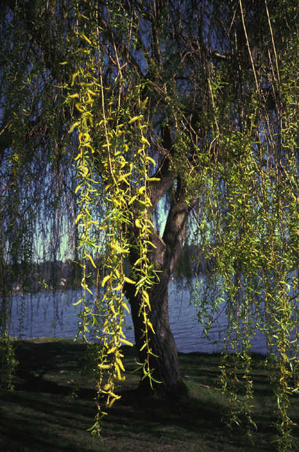 Weeping Willow in late March