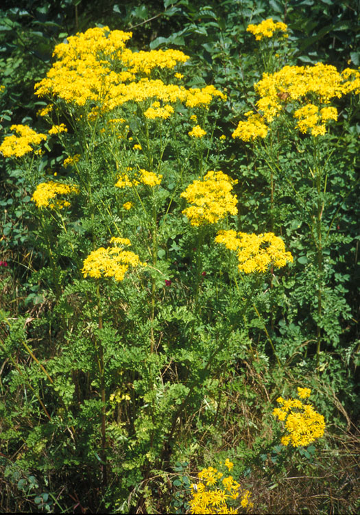 Article - Tansy Ragwort by Arthur Lee Jacobson