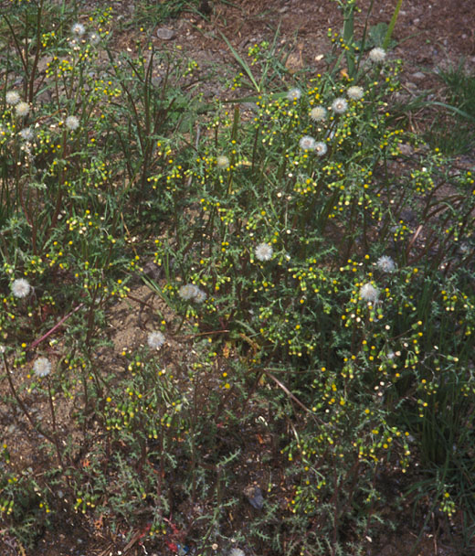 Groundsel