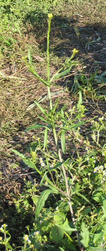 Hedge Mustard