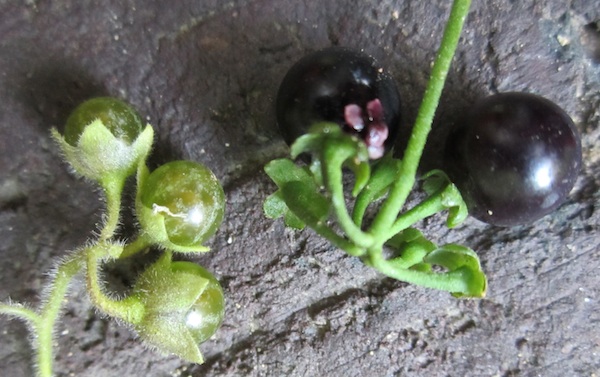 Solanum berries