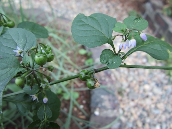 Solanum nigrum