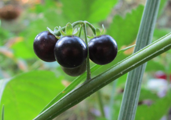 Solanum nigrum