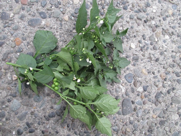 Solanum nigrum