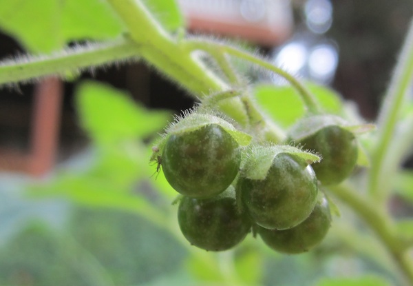 Solanum nigrum