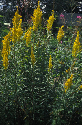 Goldenrod