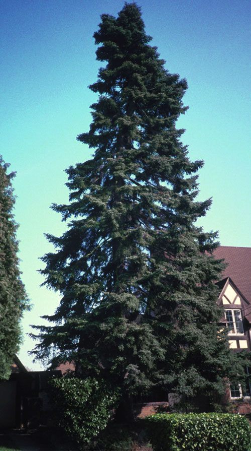 Spanish Fir; <i>Abies Pinsapo</i>