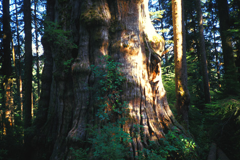 ancient Western Red Cedar trunk