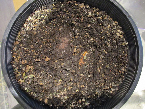 Turmeric rhizomes covered with soil in July 2021