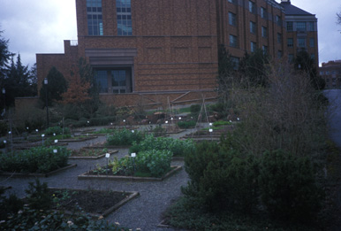 The UW Medicinal Herb Garden