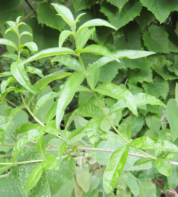 Lemon Verbena