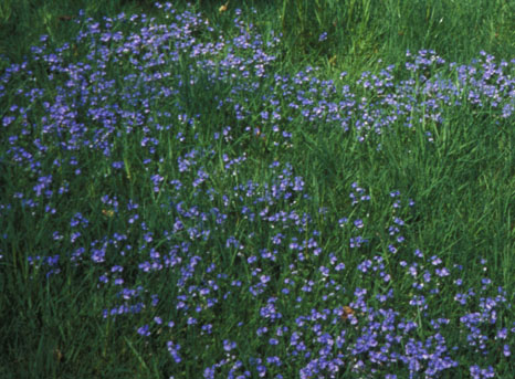 Lawn Veronica