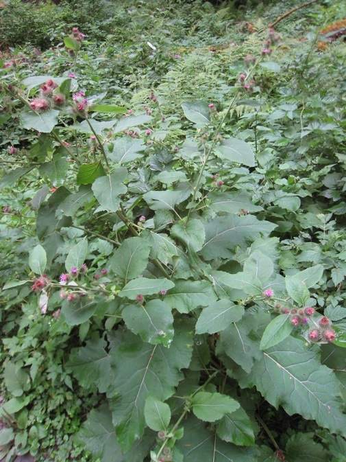 Burdock