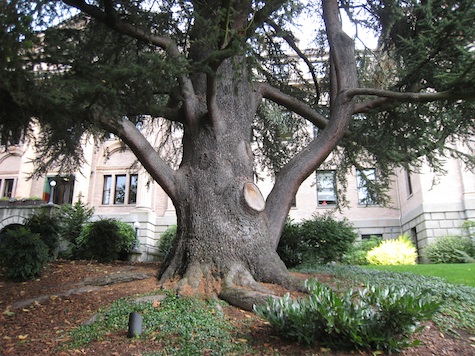 Atlas Cedar