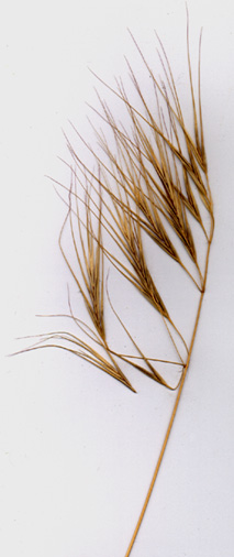 Bromus sterilis