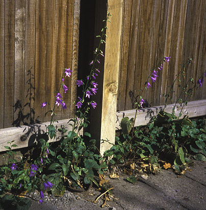 Creeping Bellflower