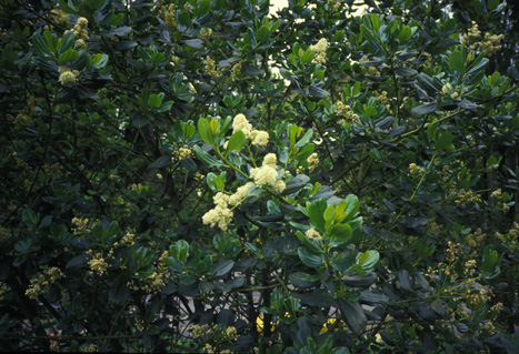 Ceanothus velutinus in May