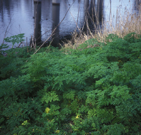 Poison Hemlock