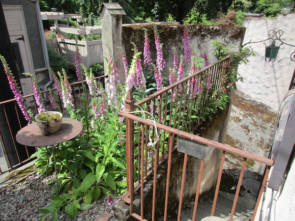 Foxgloves