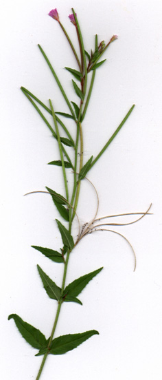 Epilobium ciliatum