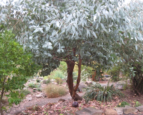 Eucalypt; <i>Eucalyptus</i>