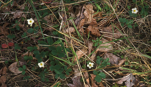 Fragaria virginiana