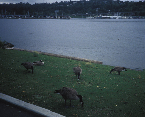 geese grazing