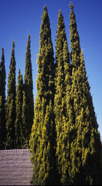 Italian Cypress; <i>Cupressus sempervirens</i>