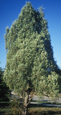 Rocky Mountain Juniper; <i>Juniperus scopulorum</i>