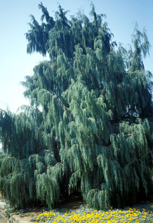 Rocky Mountain Juniper; <i>Juniperus scopulorum</i>