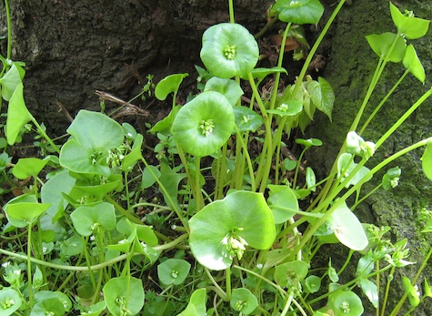 miner's lettuce in bloom