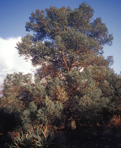 Single-needle Piñon; <i>Pinus monophylla</i>