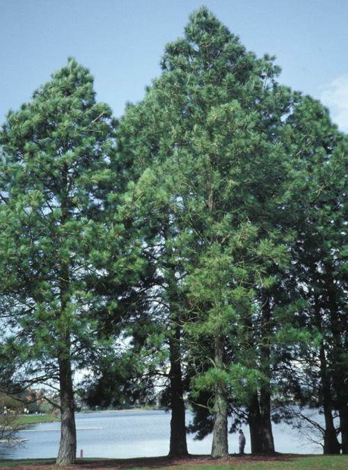 Ponderosa Pine; <i>Pinus ponderosa</i>