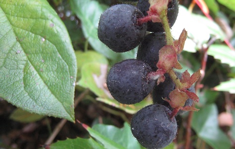 Salal berries