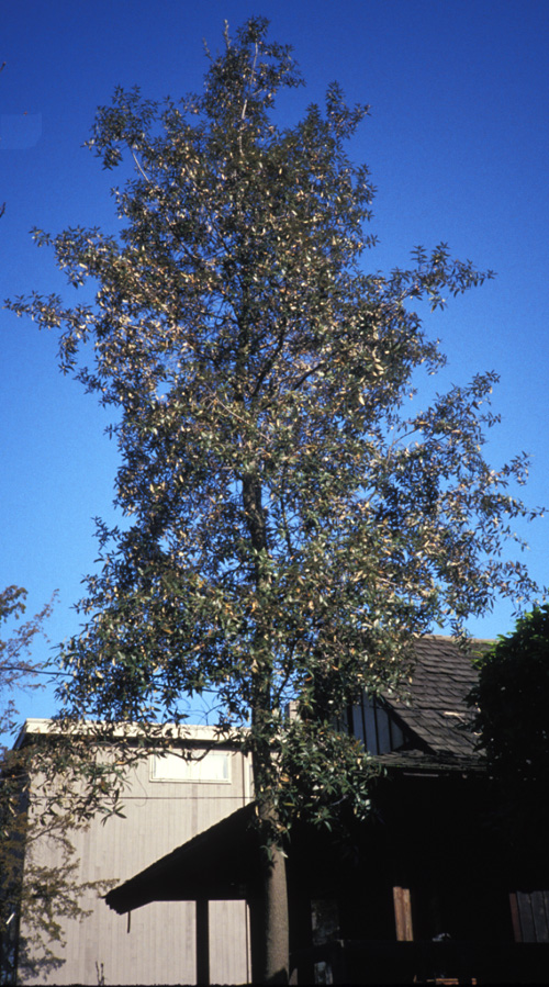 Silverleaf Oak; <i>Quercus hypoleucoides</i>