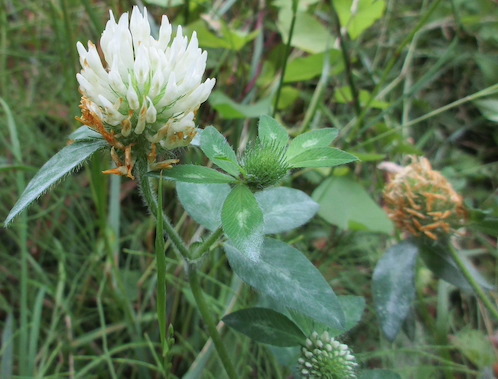 whiteflower Red Clover