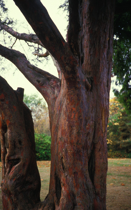 Pacific Yew bark